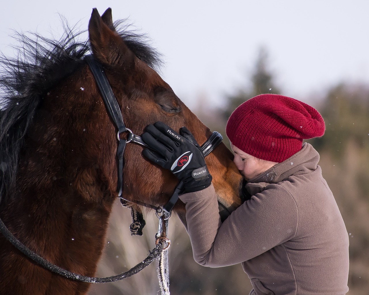 Image - horse friends together brown