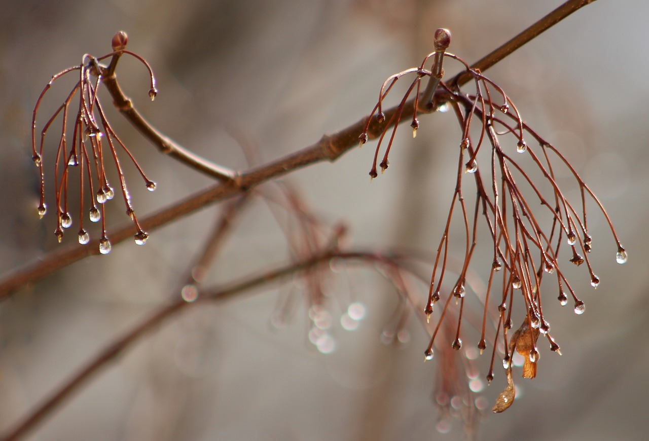 Image - casey drop frozen plant tree