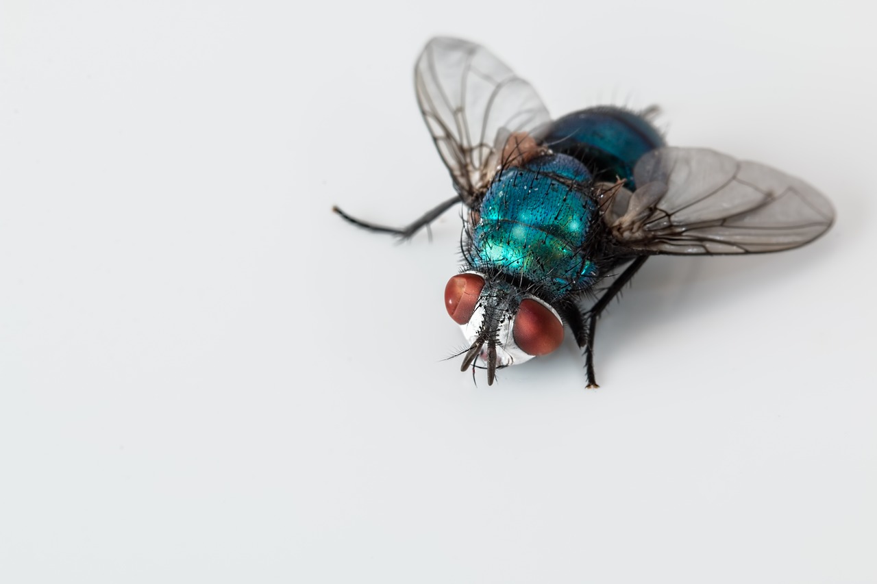 Image - blowfly blue bottle fly insect pest