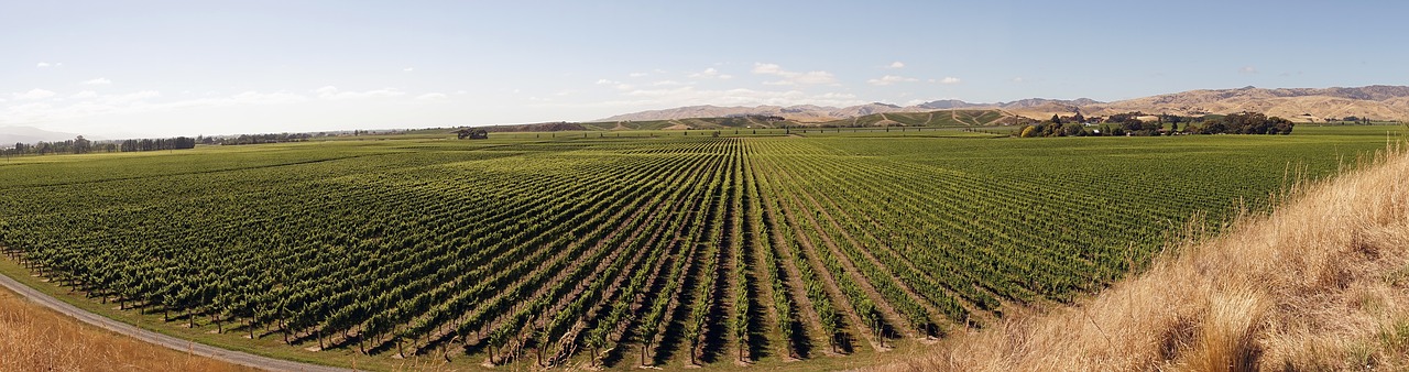 Image - winegrowing vines agriculture