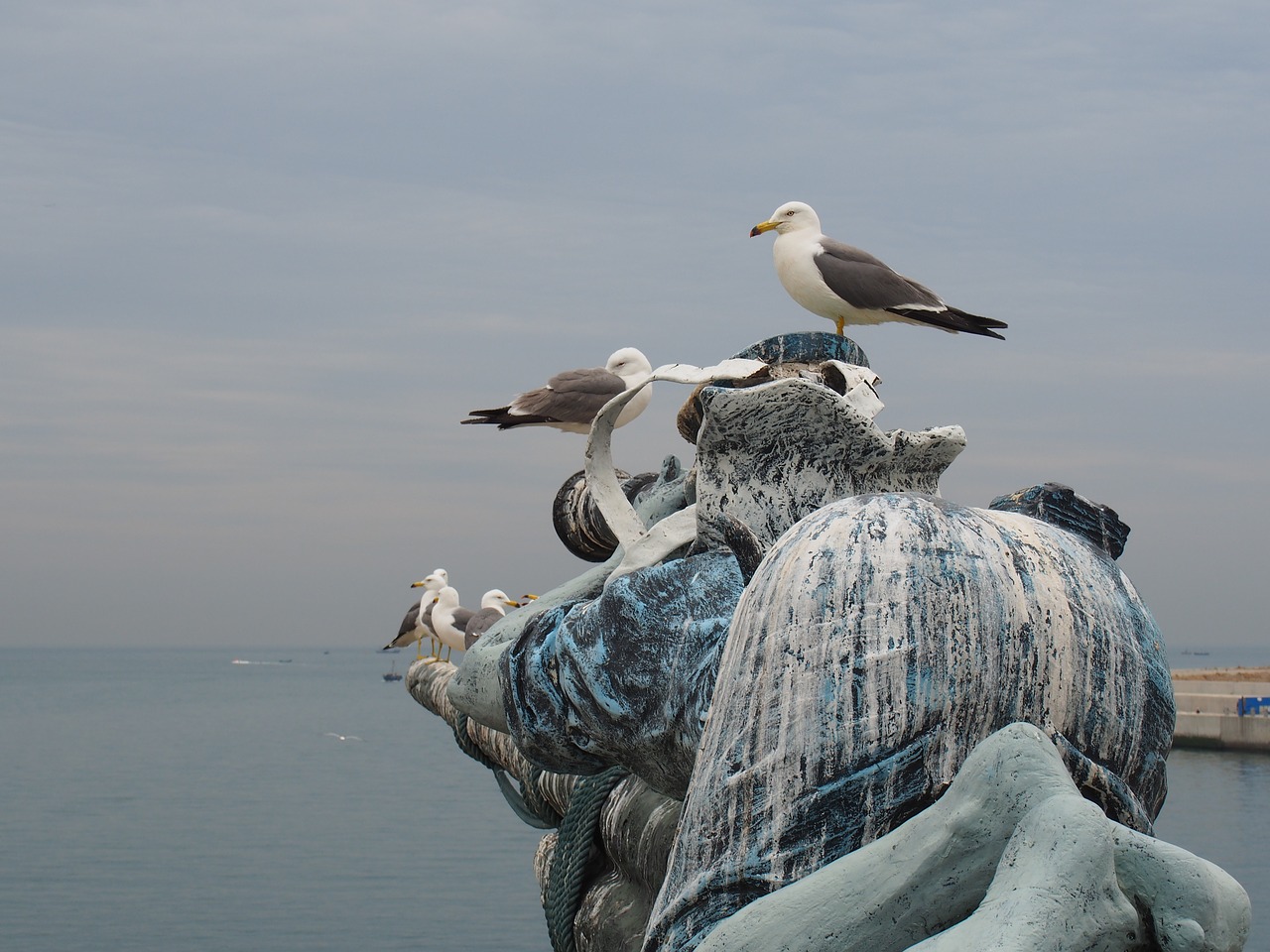 Image - dalian seagull parked
