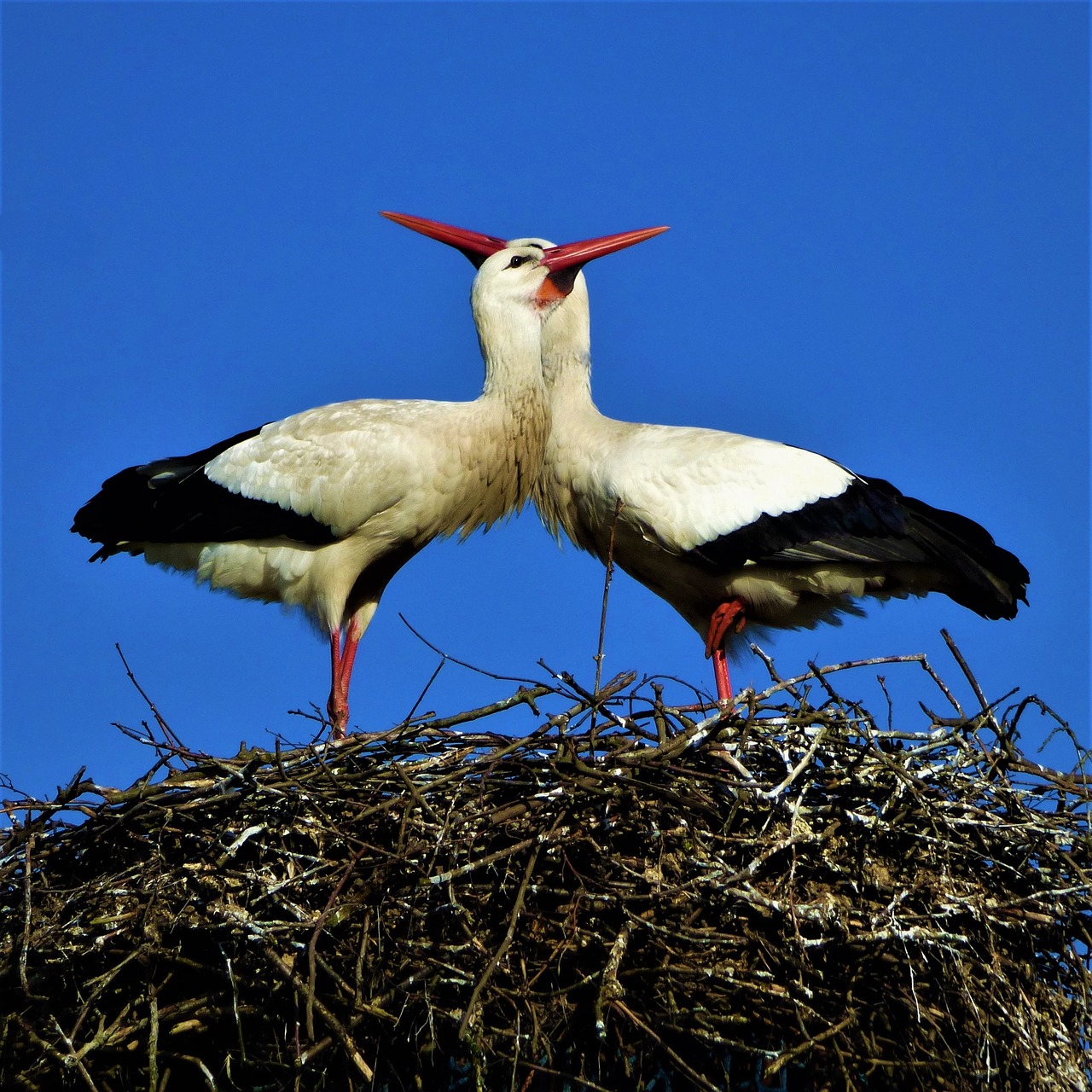 Image - storks storchenpaaar beaks nest