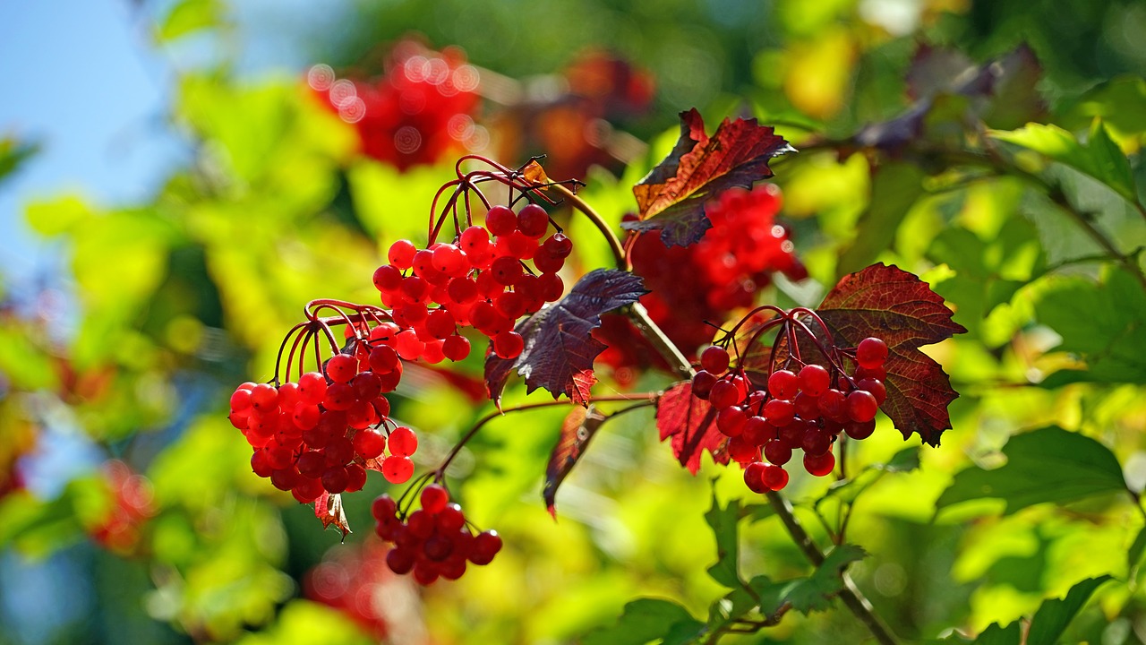 Image - red fruits berries berry red close