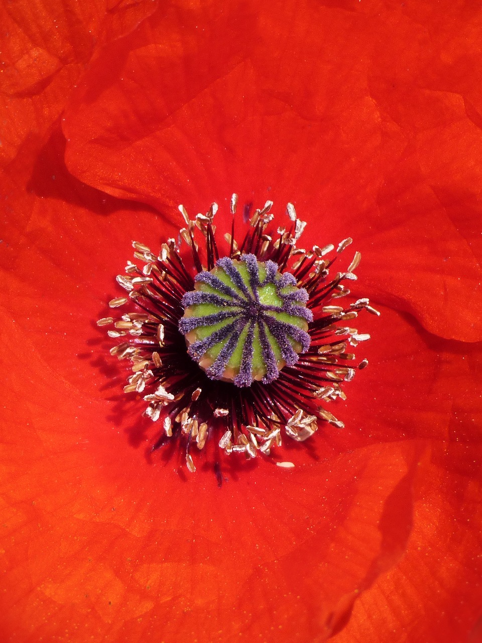 Image - poppy detail pollen pistils red