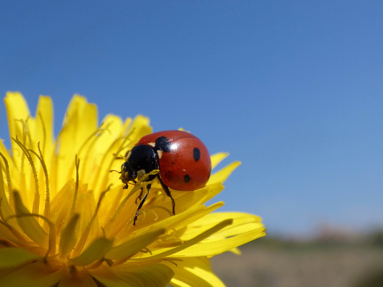 Image - ladybug flower dandelion