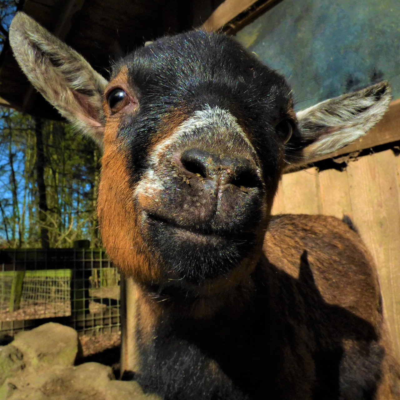 Image - goat curious goat s head