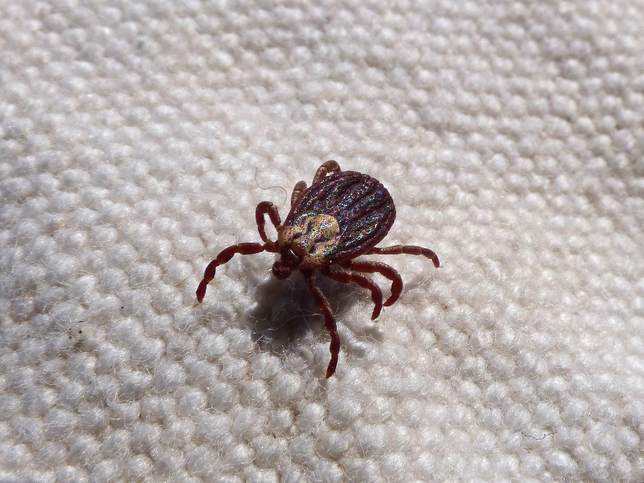 Image - mite tick paparra parasite ixodes