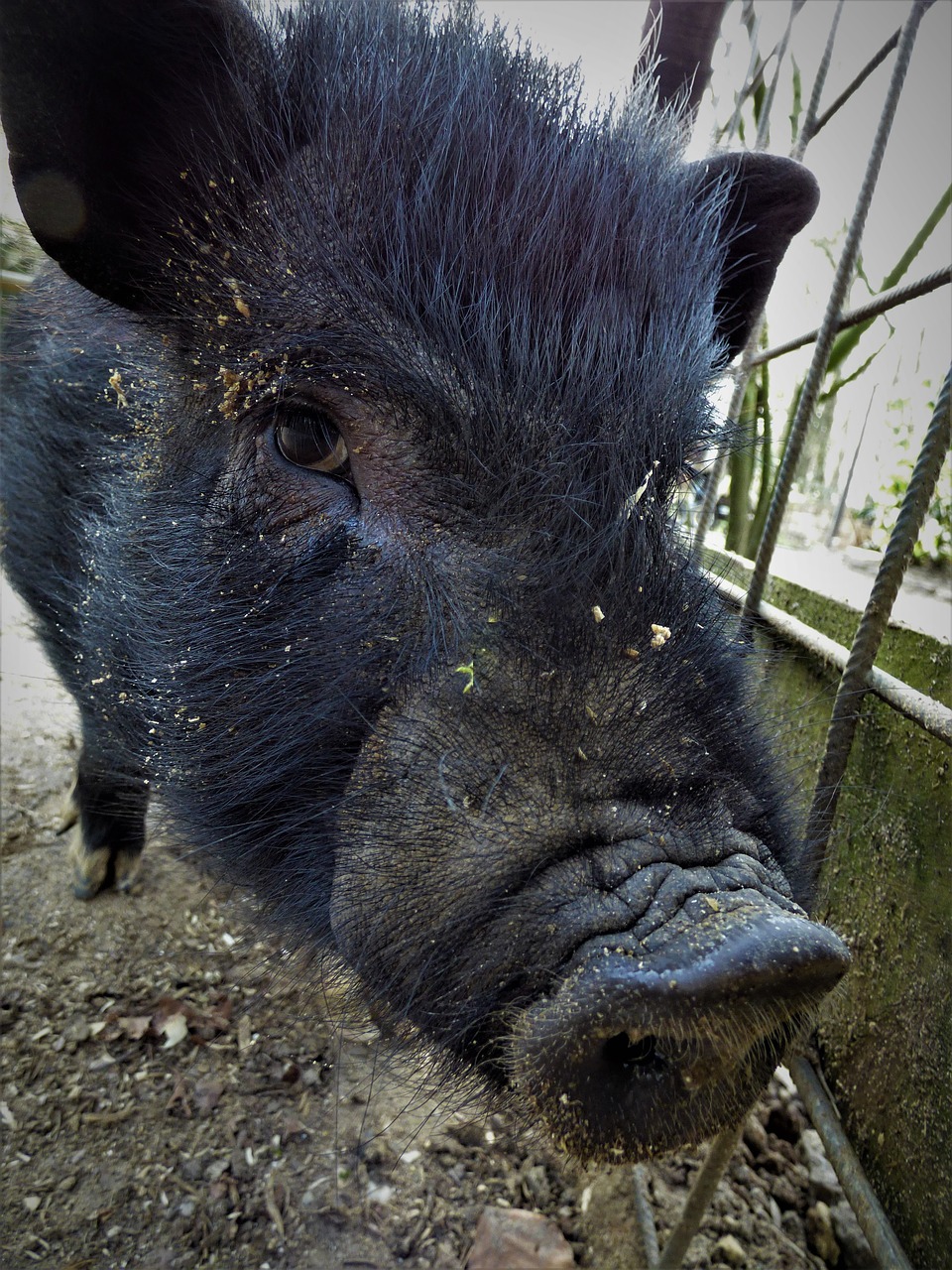 Image - boar launchy animal portrait