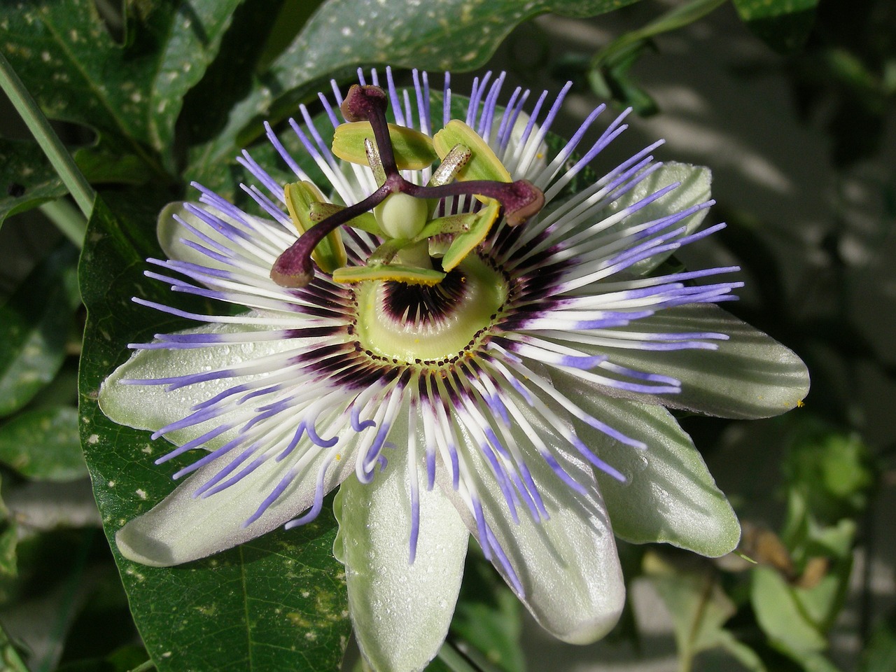 Image - passion fruit blossom bloom