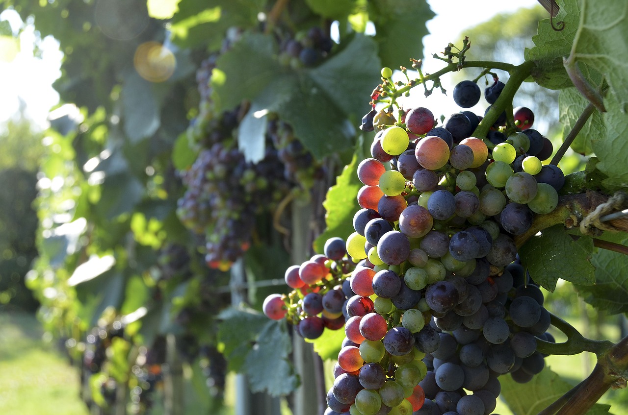 Image - wine grapes vine vintage fruit