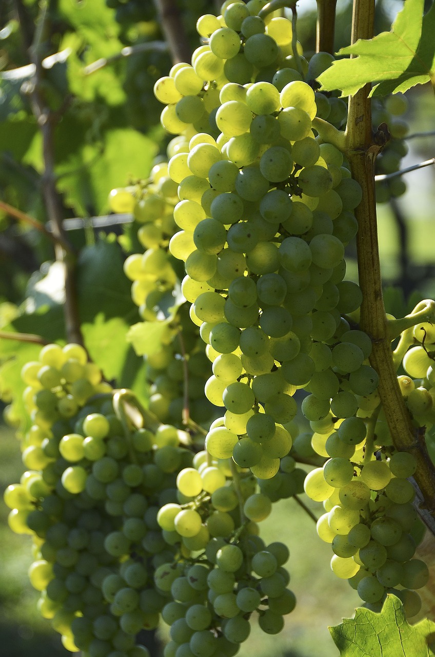 Image - wine grapevine vine grapes