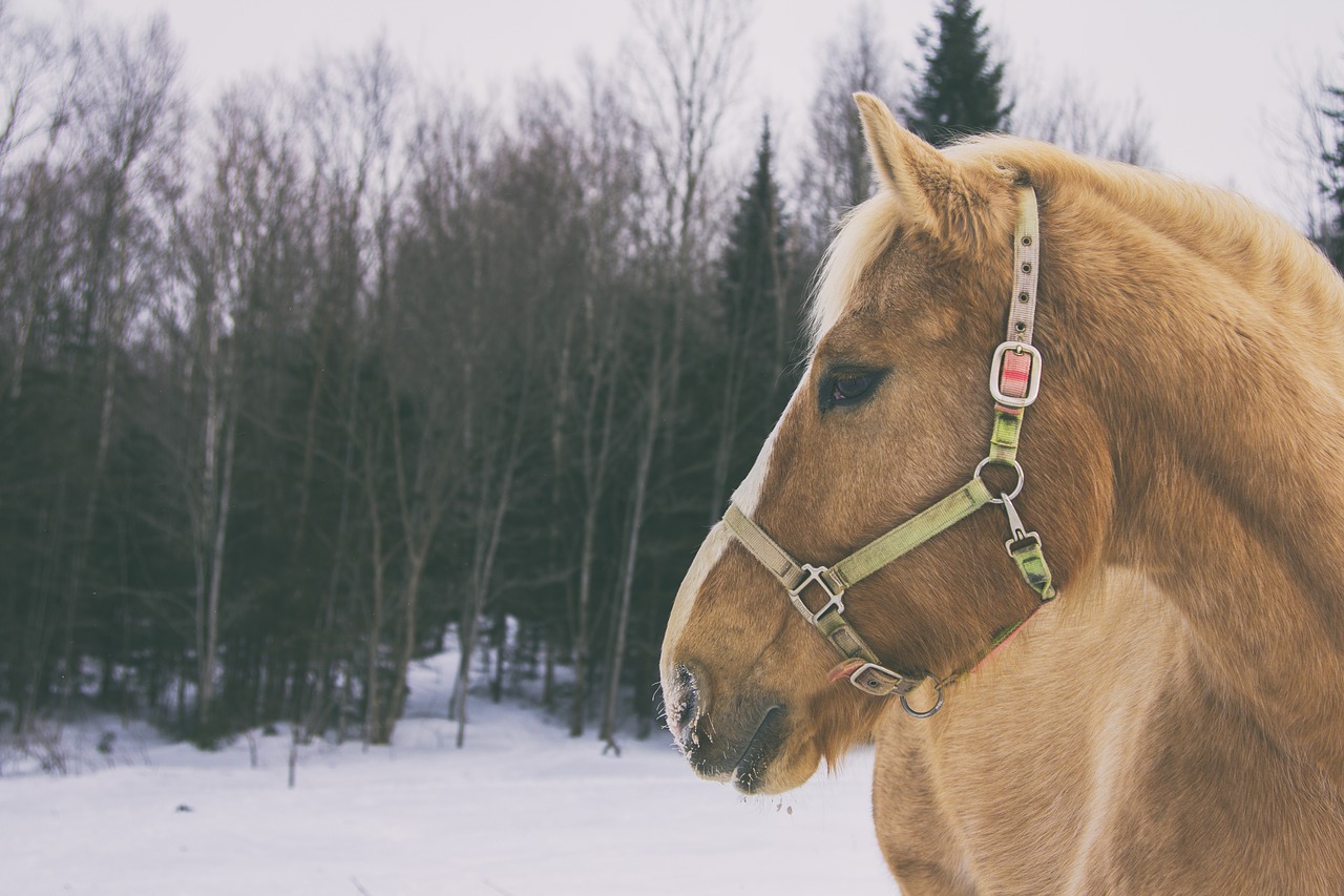 Image - horse snow cold quebec canada