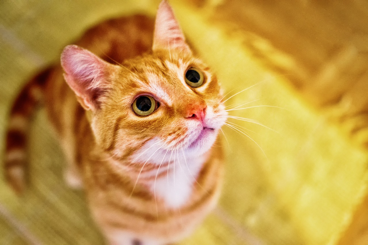 Image - cat eyes green eyes domestic cat