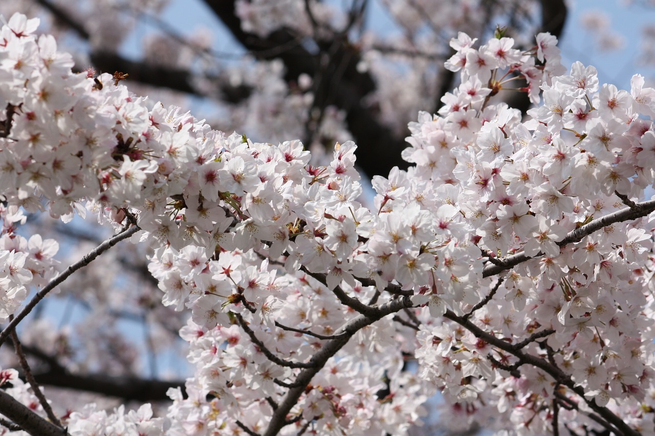 Image - cherry spring in full bloom japan