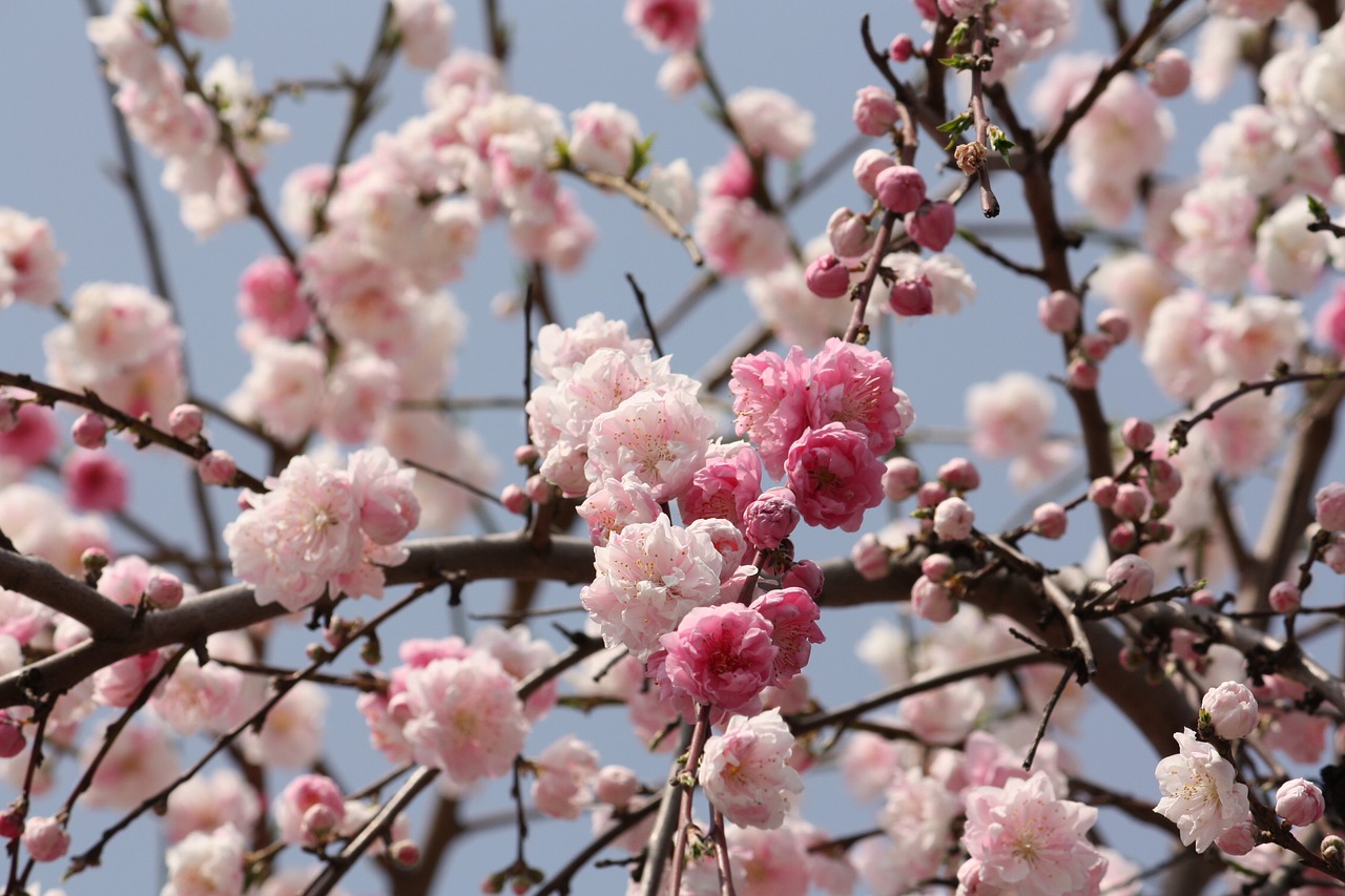 Image - cherry spring japan cute
