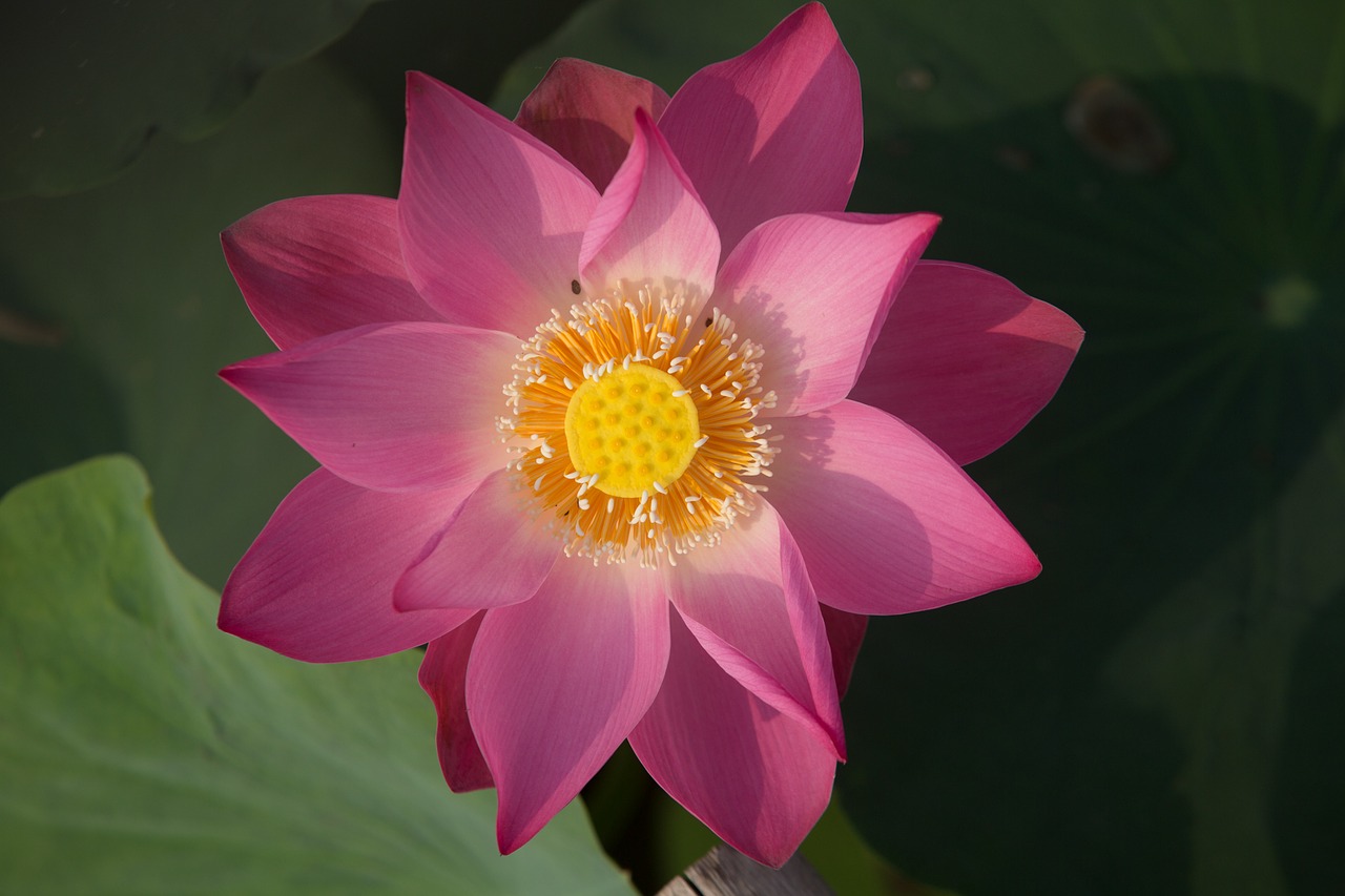 Image - lotus flower nature water plant