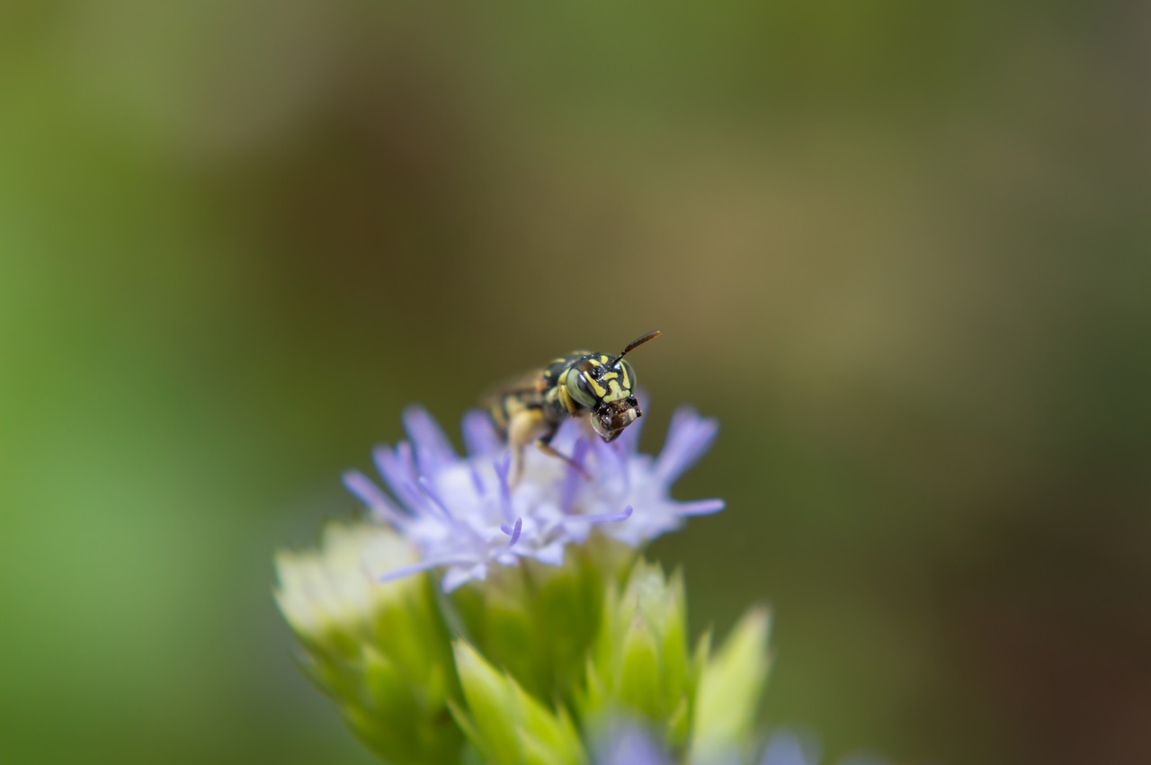 Image - insects flowers dec beautiful