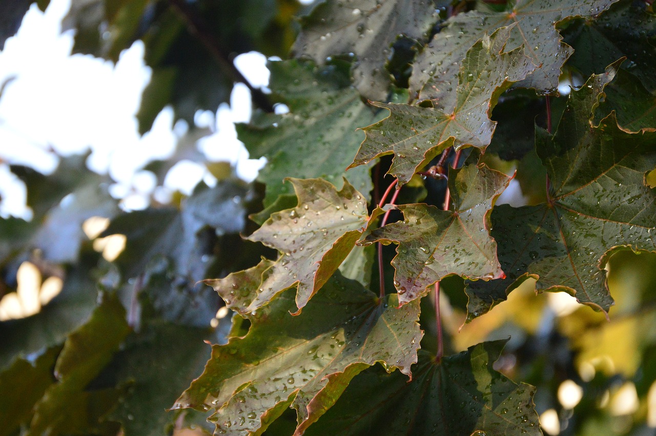 Image - autumn maple leaf burgandy