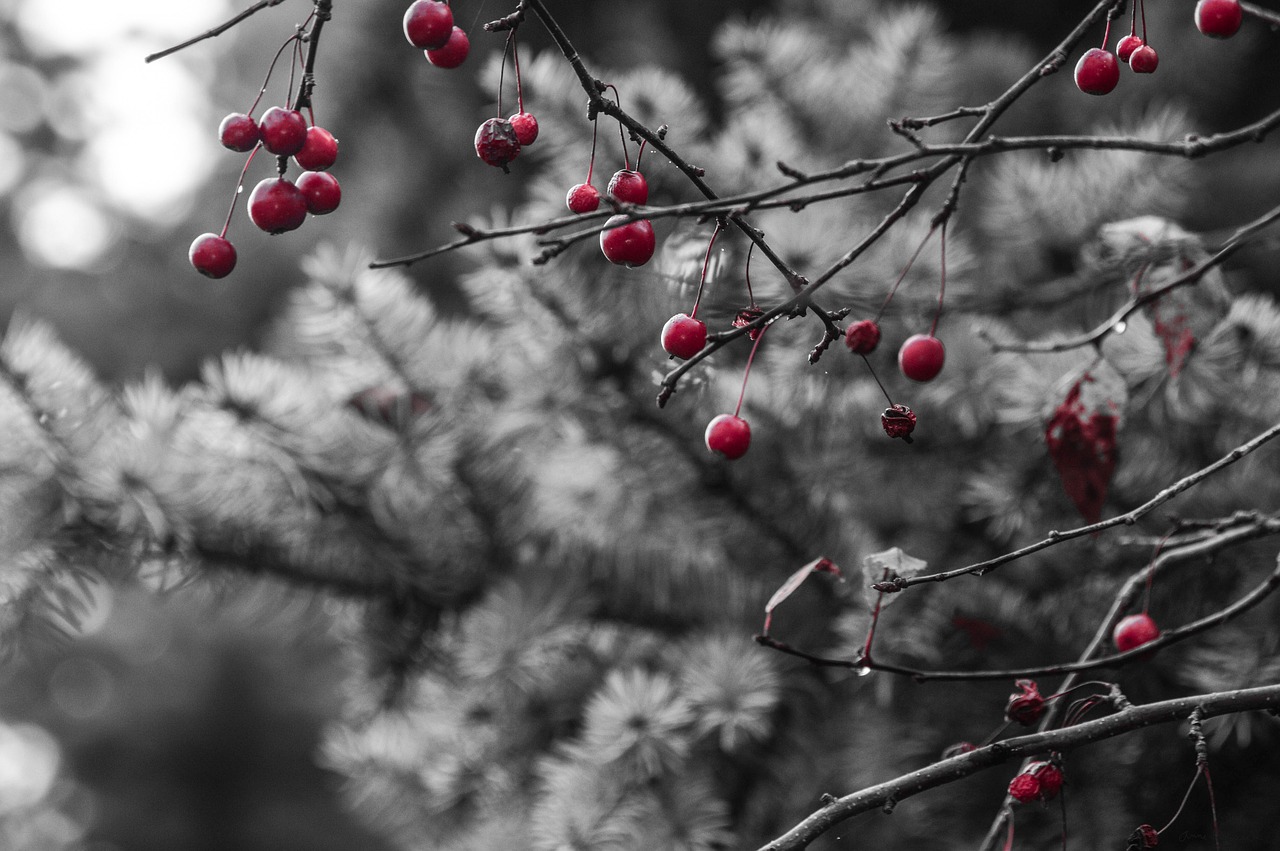 Image - red berries pine tree winter