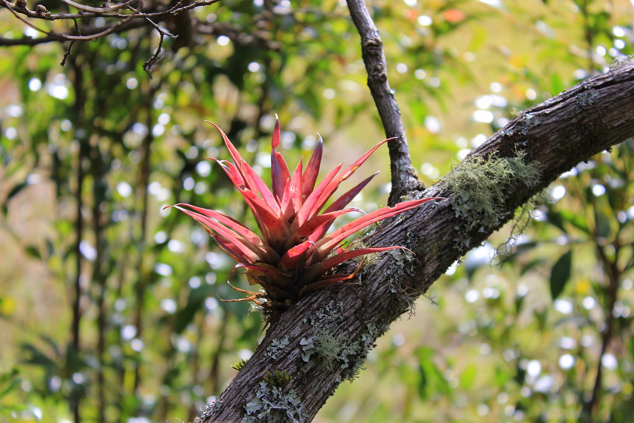 Image - plant nature tribe reddish