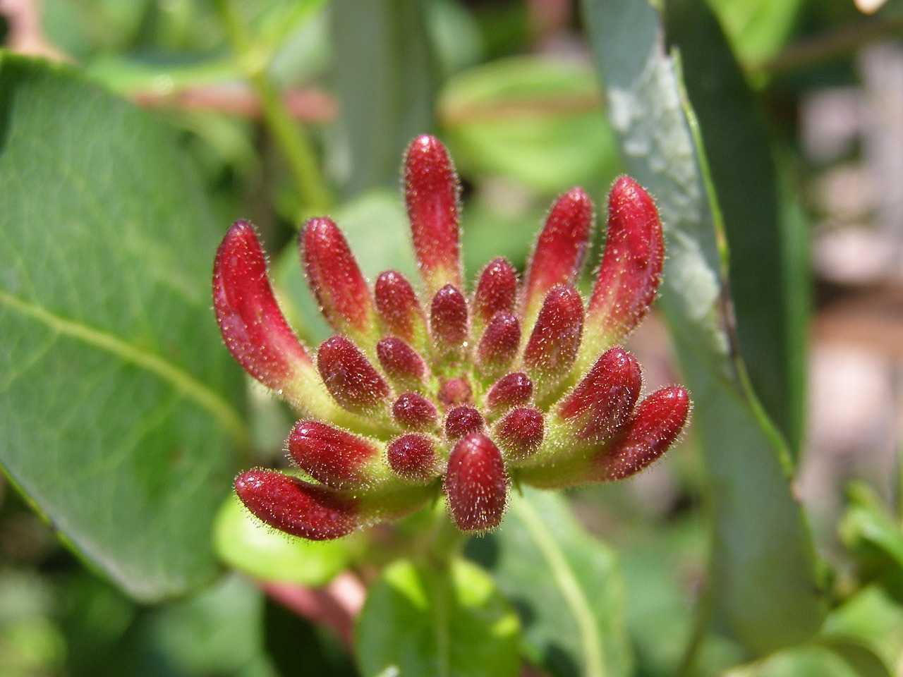 Image - plant nature reddish hairy