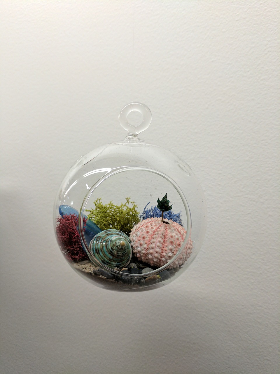 Image - terrarium plant succulent shell