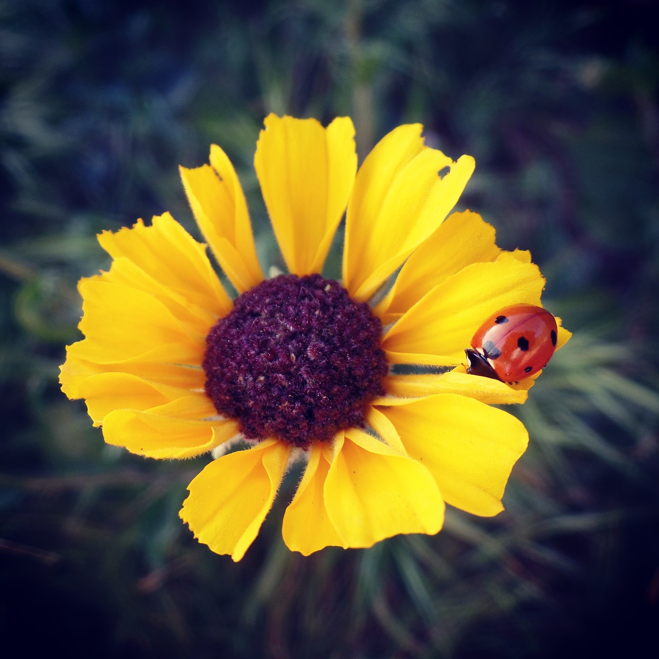 Image - flower yellow sunflower ladybug