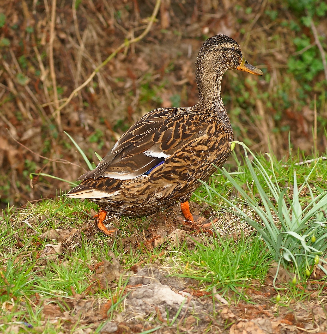 Image - duck embankment female bird