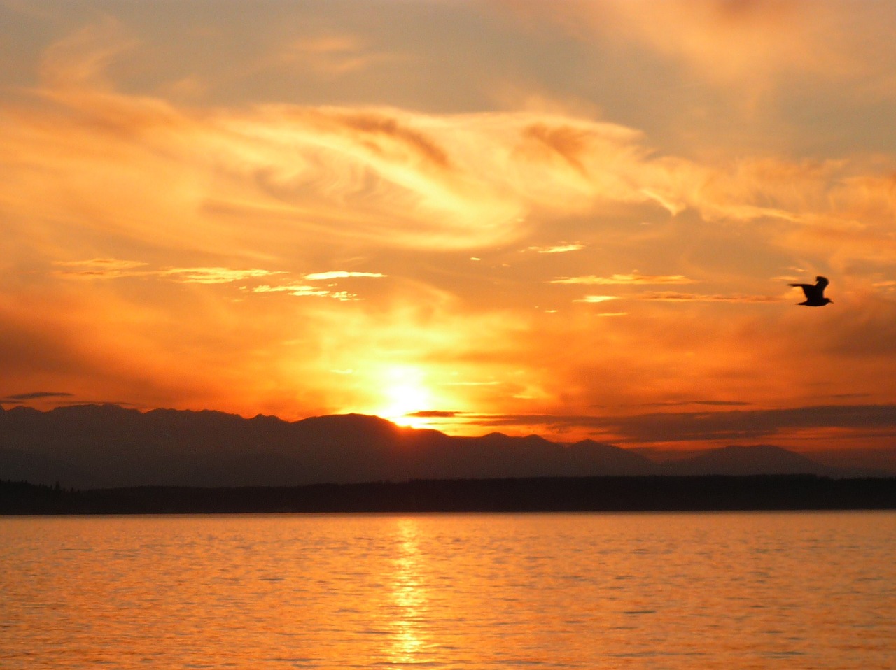 Image - sunset bird orange sun night bay