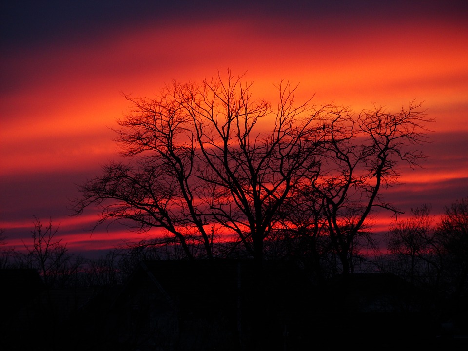 Image - nature tree color sky clouds