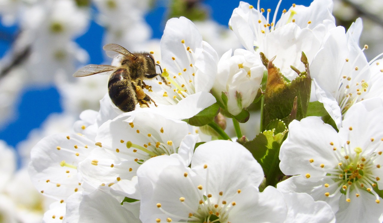 Image - tree bee flower garden nature