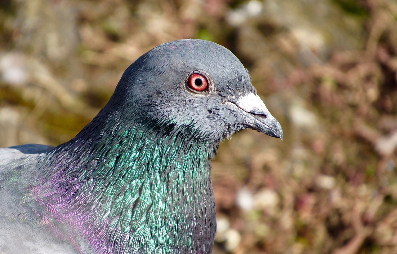 Image - bird closeup beak animal gray