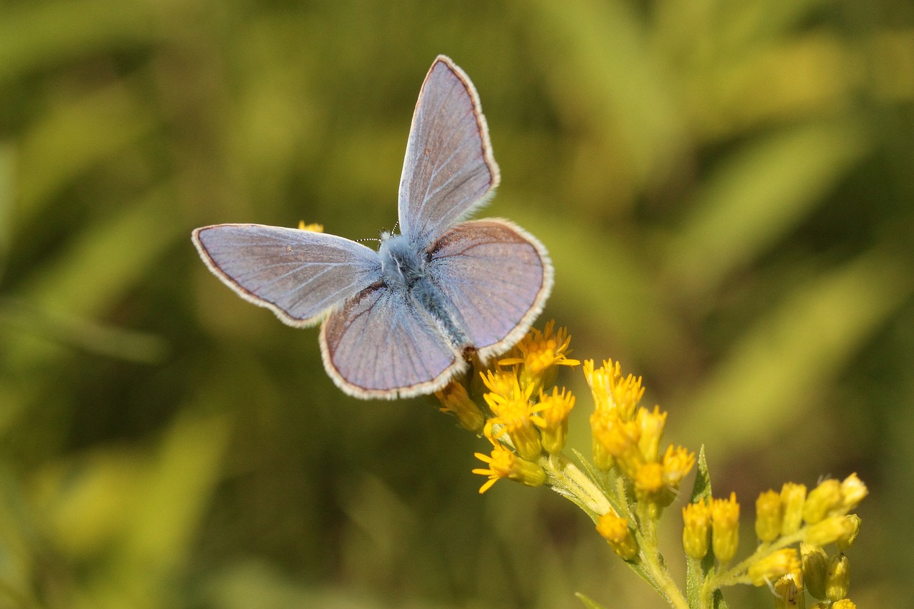 Image - common blue butterfly insect