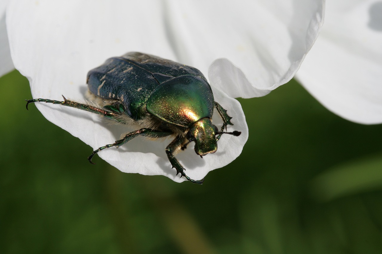 Image - rose beetle beetle insect blossom