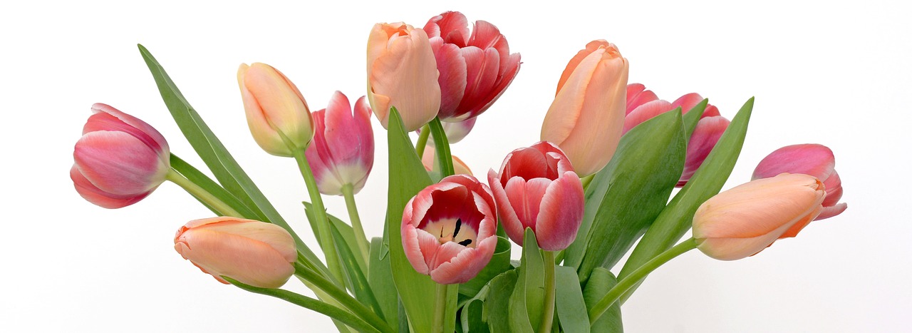 Image - tulips flowers apricot pink nature