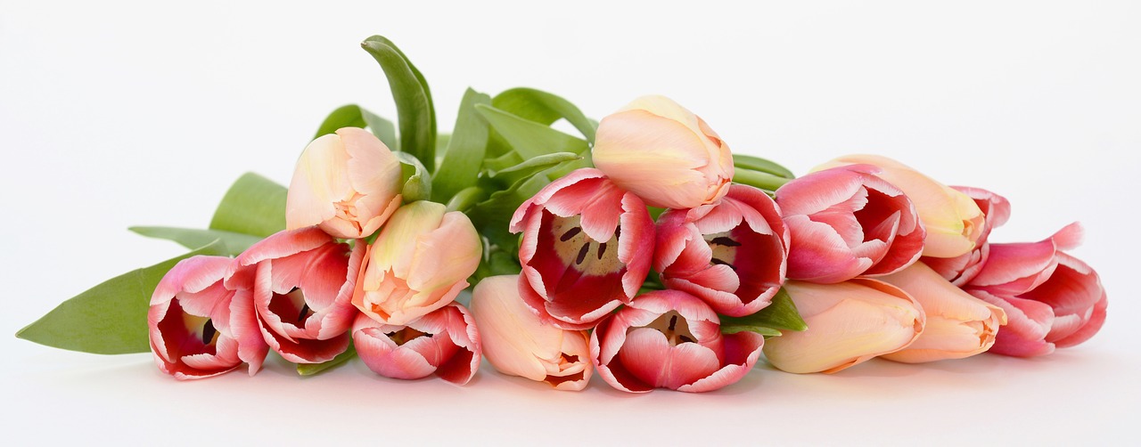 Image - tulips flowers apricot pink nature