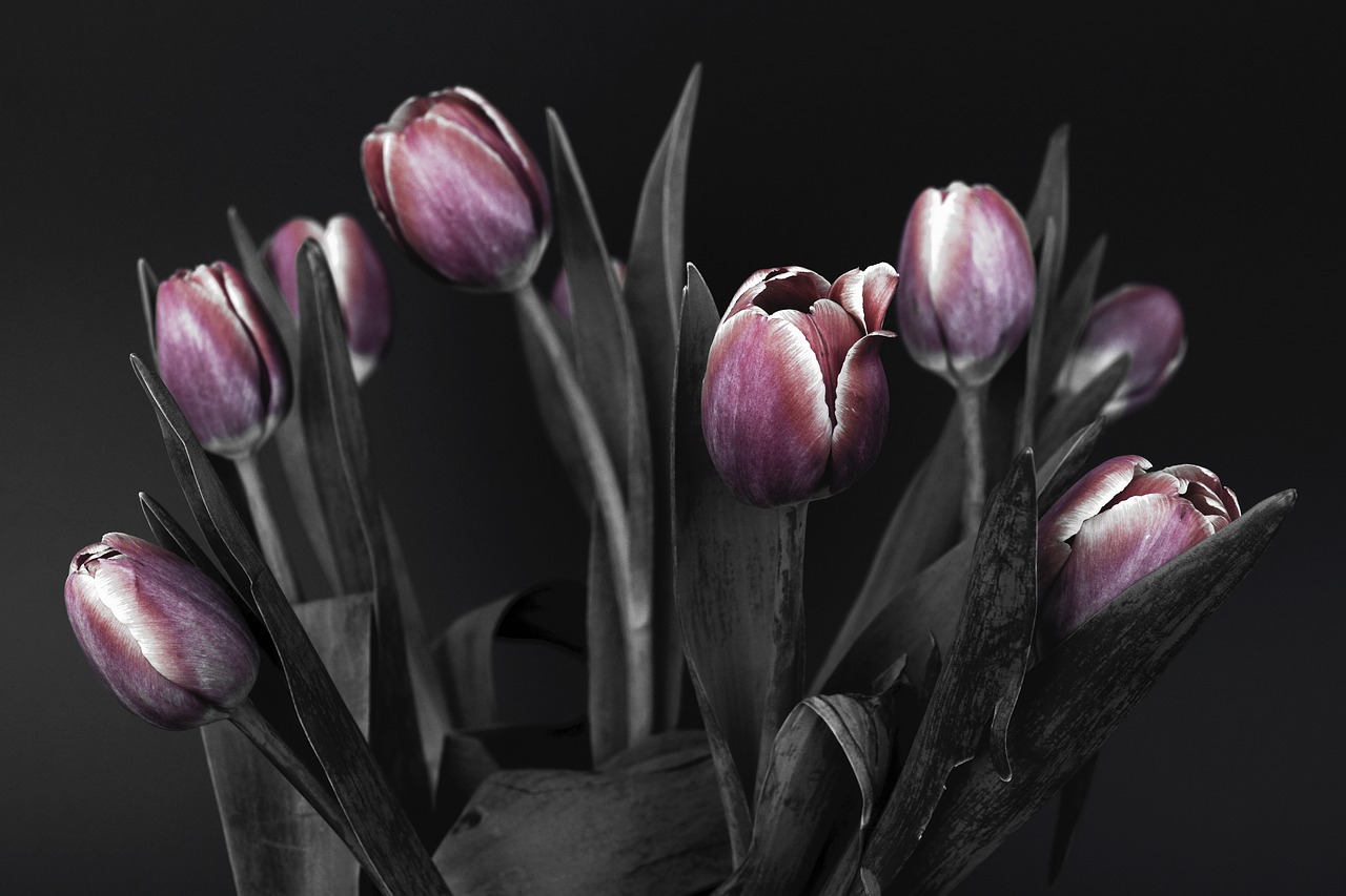 Image - tulips flowers pink black and white