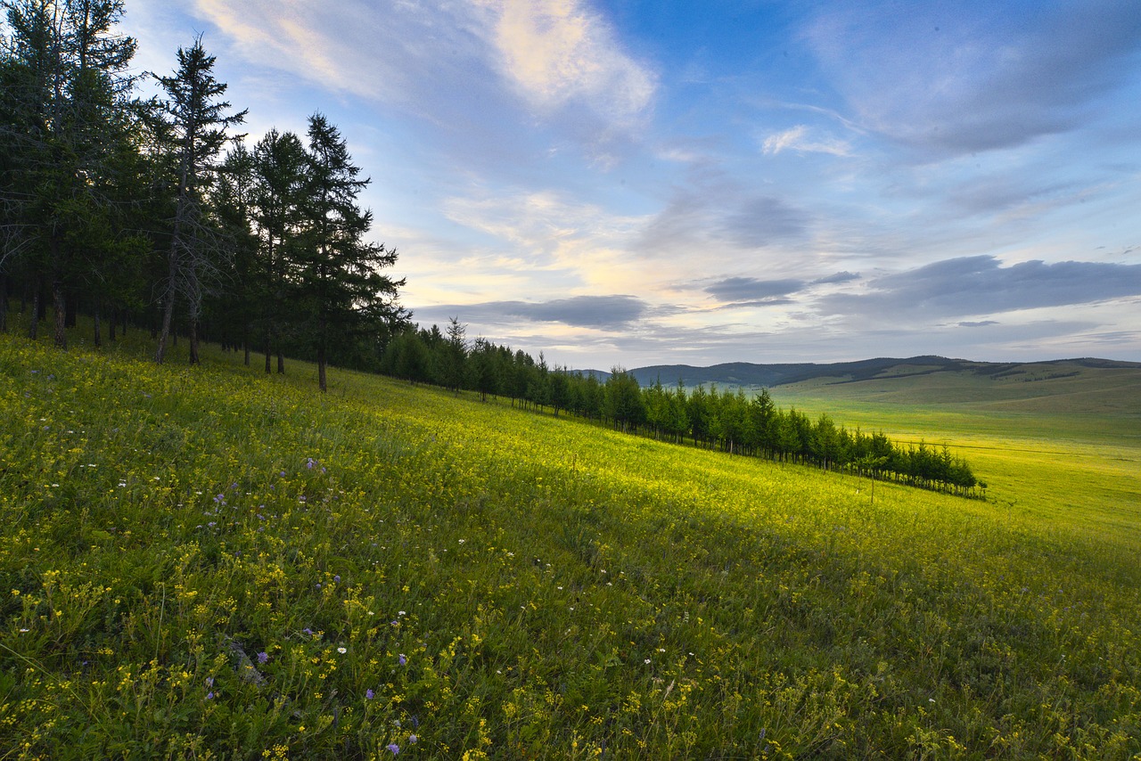 Image - meadow flowers spread