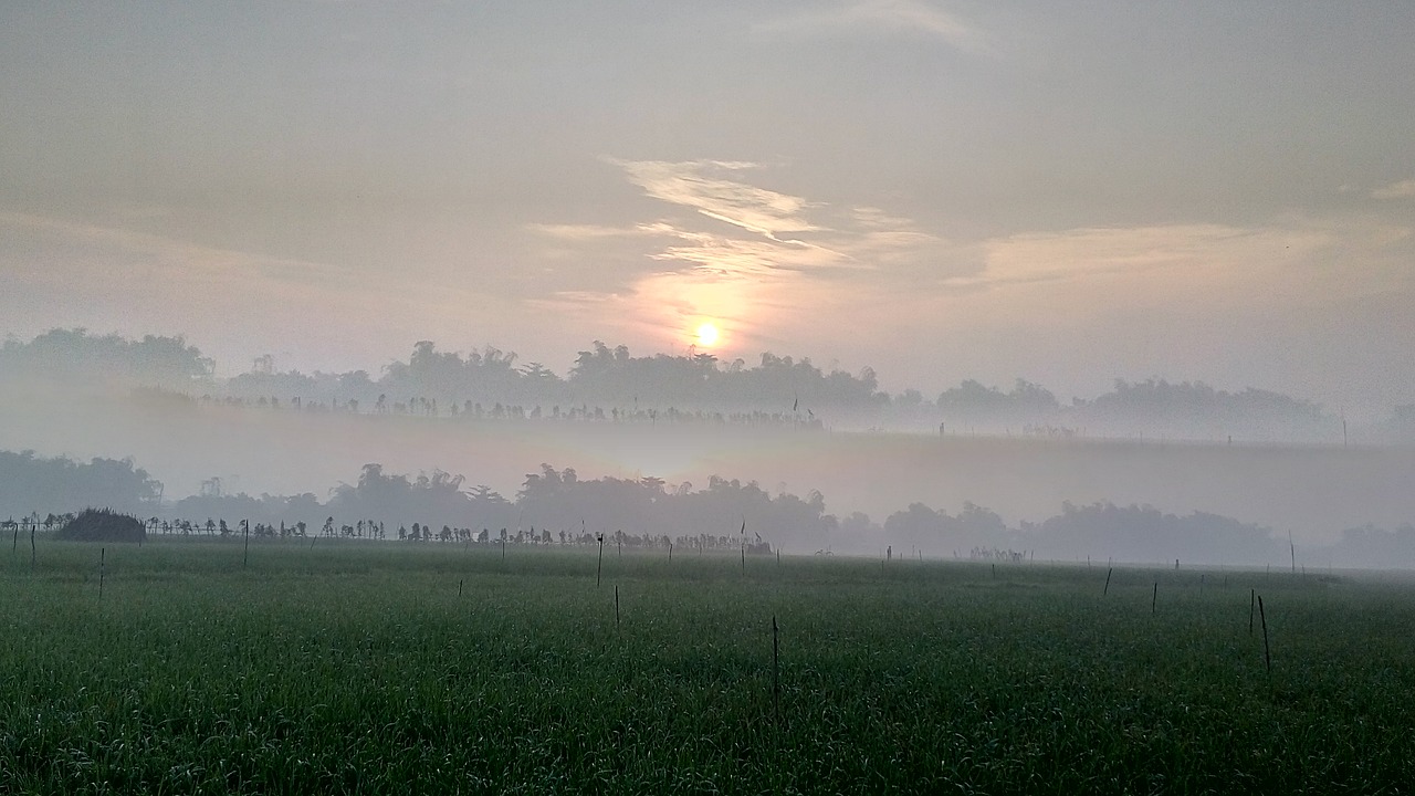 Image - rice field sun rise morning dew