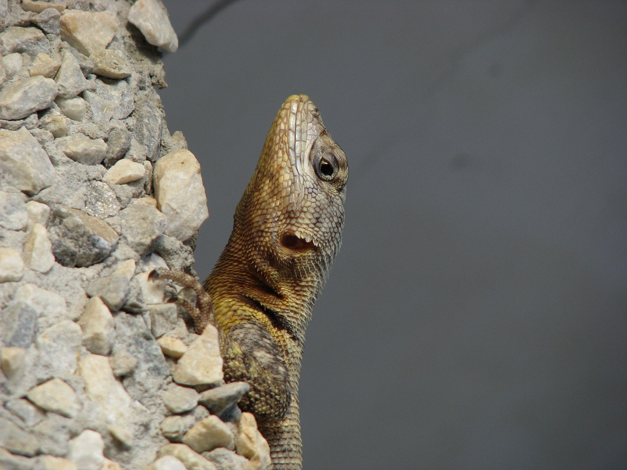 Image - lizard animal animals nature