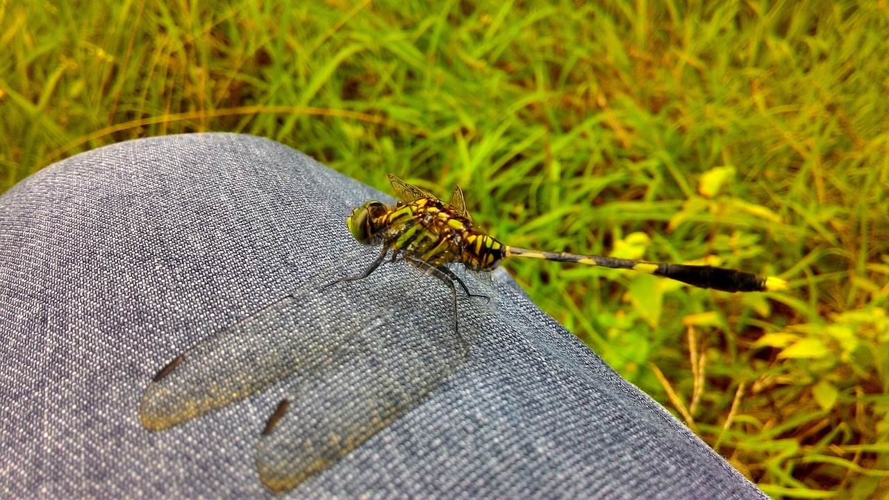 Image - animals dragonfly gorgeous