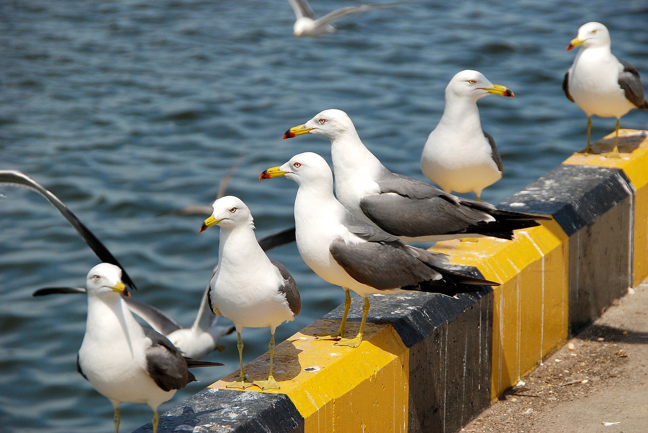 Image - seagull animal new wildlife sea