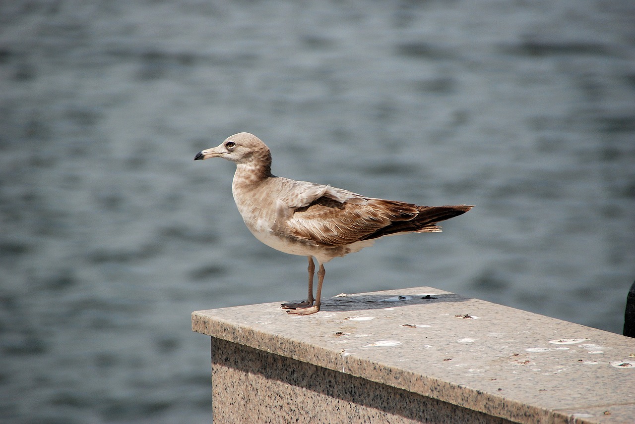 Image - seagull birds incheon beach
