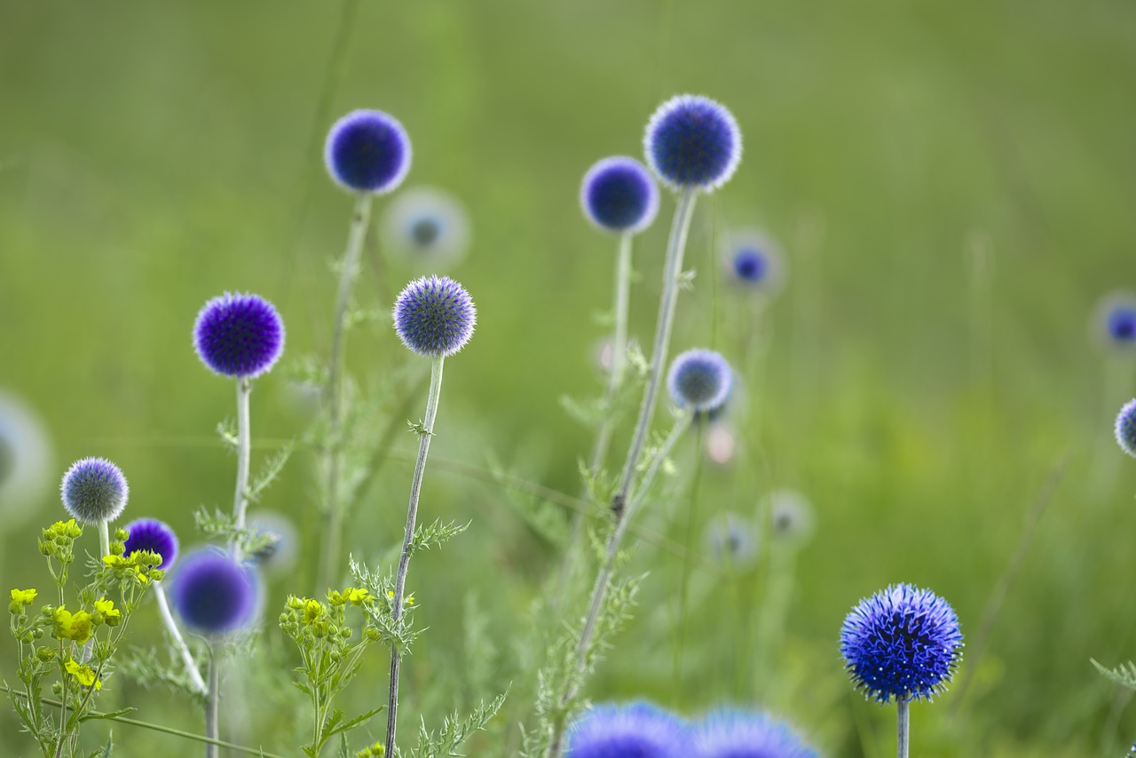 Image - flowers return my thistle july