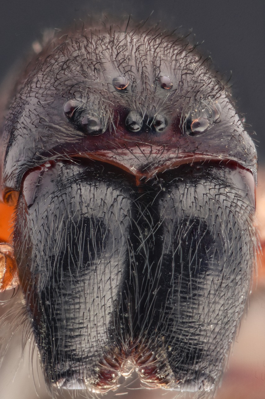 Image - macro spider eyes animal garden