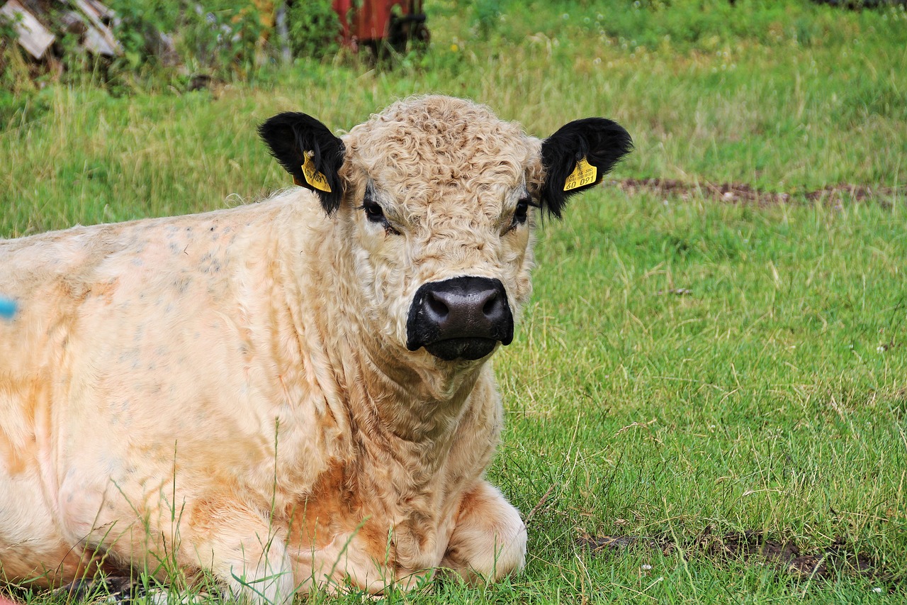 Image - calf animal child country life