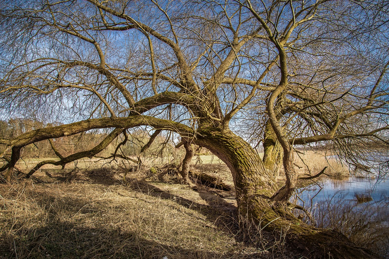 Image - elbe elbufer river nature tree