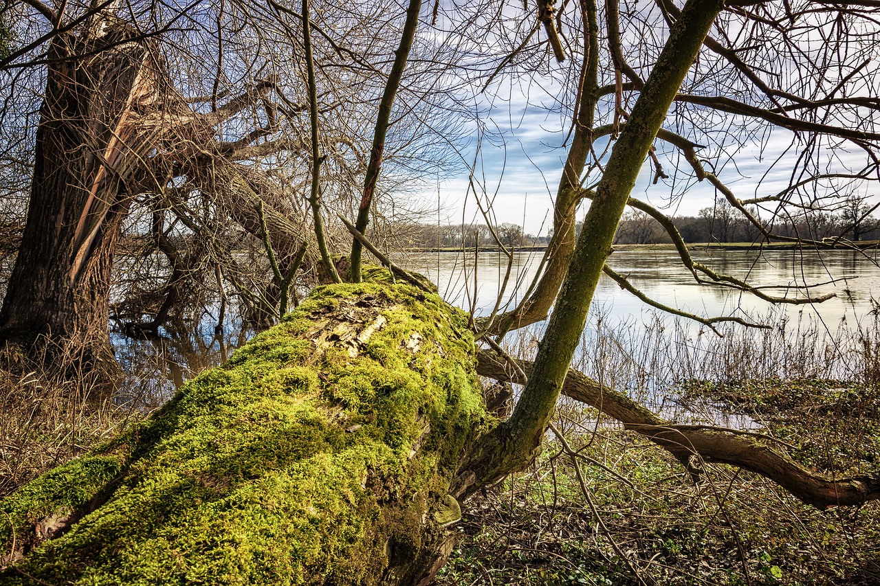 Image - elbe elbufer river nature tree
