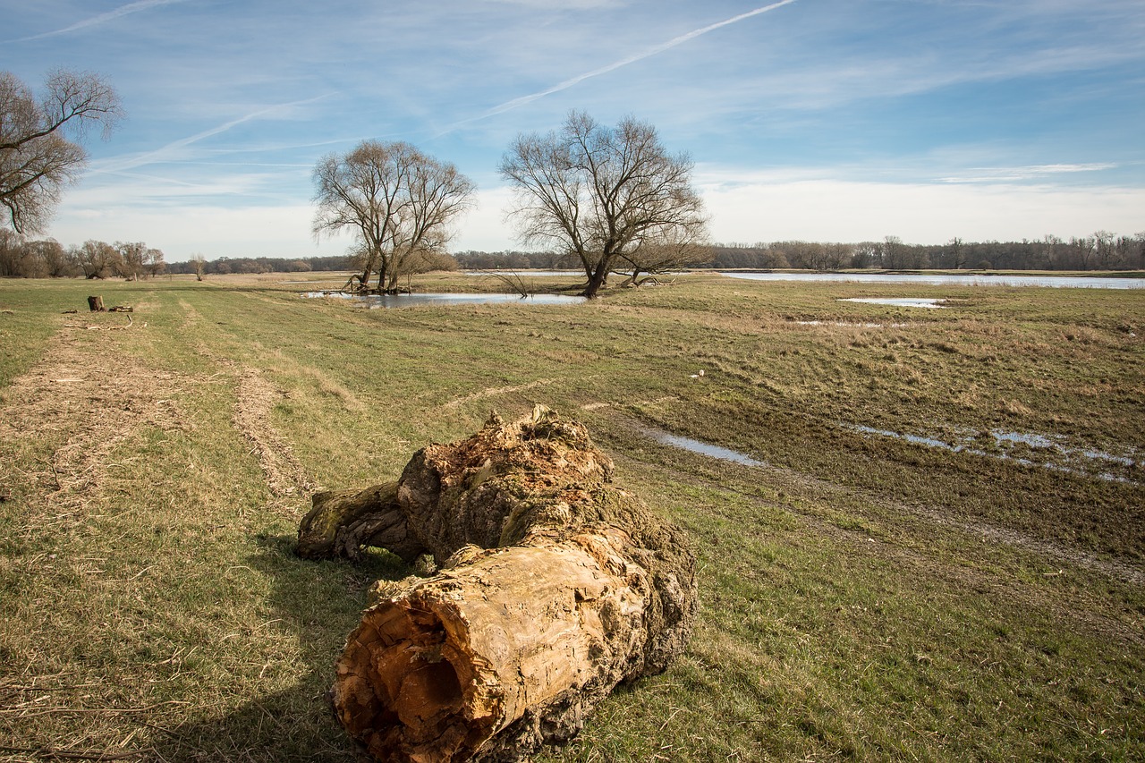 Image - elbe elbufer river nature tree