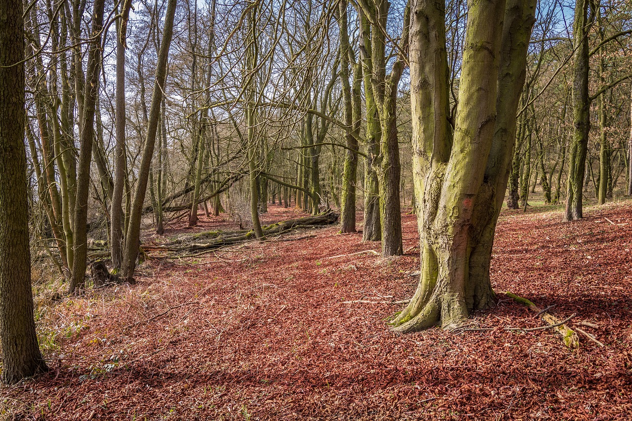 Image - forest book nature leaves mood